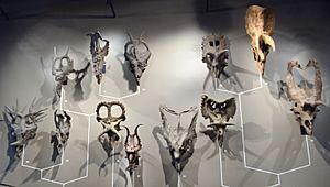 Archivo:Ceratopsian skulls