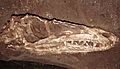 Coelophysis.003 - Natural History Museum of London