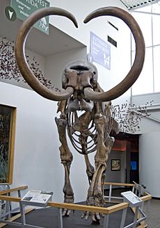 Archivo:Columbian Mammoth - Front View (Florida)