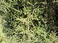 Coprosma propinqua 12