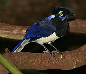 Archivo:Cyanocorax chrysops 001 1280