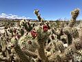 Cylindropuntia wolfii 20