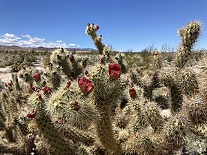 Archivo:Cylindropuntia wolfii 20