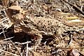 Desert Horned Lizard