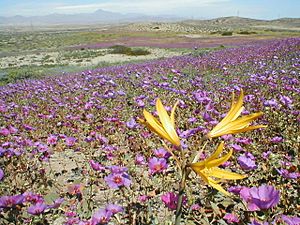 Archivo:Desierto florido