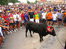 El torico de la cuerda, Chiva.jpg
