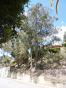 Archivo:Eucalyptus camaldulensis Dehnh. - 2013 001
