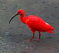 Eudocimus Ruber Wading KL