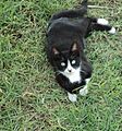Gato de 7 meses