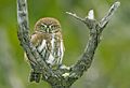 Glaucidium nana, PN Torres del Paine (158905063)