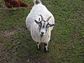 Goat (6602327193)