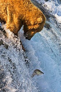 Archivo:Grizzly Bear Fishing Brooks Falls
