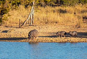 Archivo:Hipopótamos comunes (Hippopotamus amphibius), parque nacional Kruger, Sudáfrica, 2018-07-24, DD 05