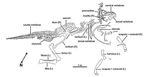 Archivo:Holotype Olorotitan arharensis