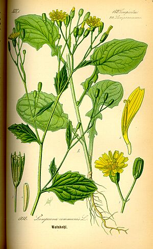 Illustration Lapsana communis0.jpg