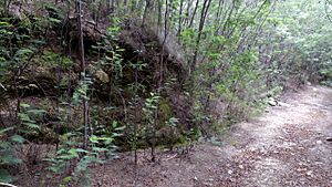 Archivo:Infestación de acacia dealbata en Parque Nacional Peneda Gerês, en Portugal 2