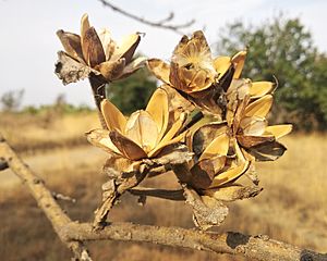 Archivo:Ipomoea murucoides - frutos