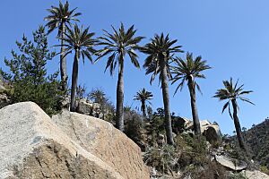 Archivo:Jubaea chilensis - Palmar El Salto 136 (14476062262)