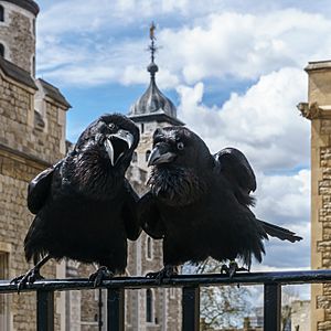 Archivo:Jubilee and Munin, Ravens, Tower of London 2016-04-30