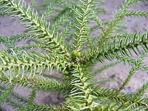 Archivo:Juvenile Araucaria Sapling