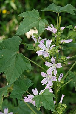 Lavatera April 2010-1.jpg