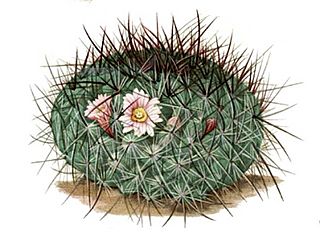 Mammillaria discolor ssp discolor.jpg