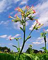 Nicotiana tabacum 002