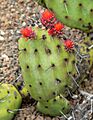 Opuntia riviereana 2