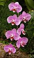 Orchid Phaleanopsis 'Tretes Facination' Flowers 1656px