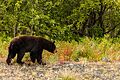 Oso negro (Ursus americanus), Parque natural provincial Tatshenshini-Alsek, Yukón, Canadá, 2017-08-25, DD 85