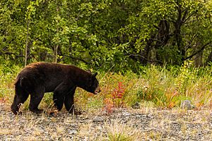Archivo:Oso negro (Ursus americanus), Parque natural provincial Tatshenshini-Alsek, Yukón, Canadá, 2017-08-25, DD 85