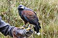 Parabuteo unicinctus female
