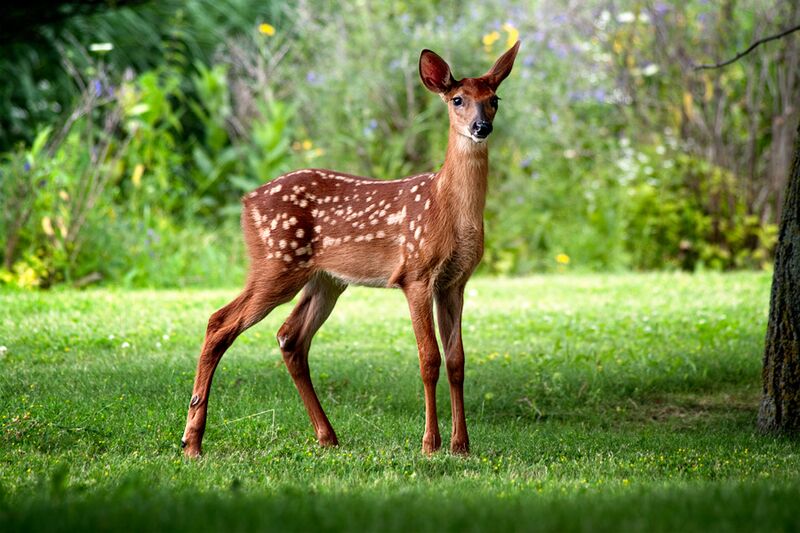 Petite Biche (4112113823)