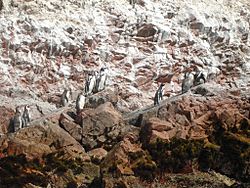 Archivo:Pingüinos en Islas Ballestas