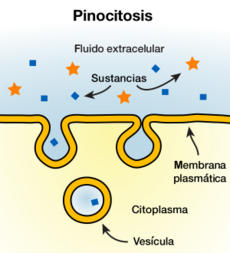 Archivo:Pinocitosis