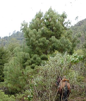 Archivo:Pinus pseudostrobus Cerro Pelon