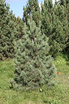 Archivo:Pinus sibirica PAN 2