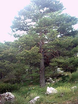 Pinus sylvestris-subsp nevadensis - Sierra de la Alfaguara.jpg