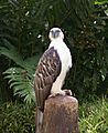 Pithecophaga jefferyi