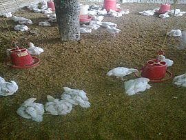 Archivo:Poultry Farming in Nepal2