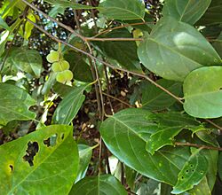 Prunus ceylanica 05.JPG