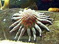 Pycnopodia helianthoides redyellow