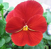 Archivo:Red pansy