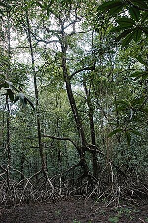 Archivo:Rhizophora trees