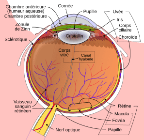 Archivo:Schematic diagram of the human eye fr