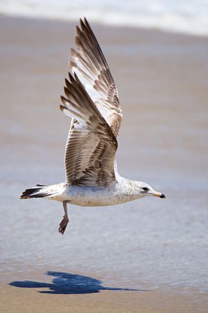 Archivo:Seagull taking off the Sandy Hook shore