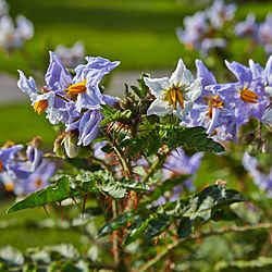 Solanum sisymbriifolium-IMG 9355.jpg