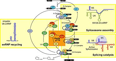 Archivo:Spliceosome ball cycle new2