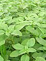 Starr 061114-9878 Amaranthus spinosus