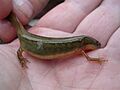 Striped newt salamander notophthalmus perstriatus